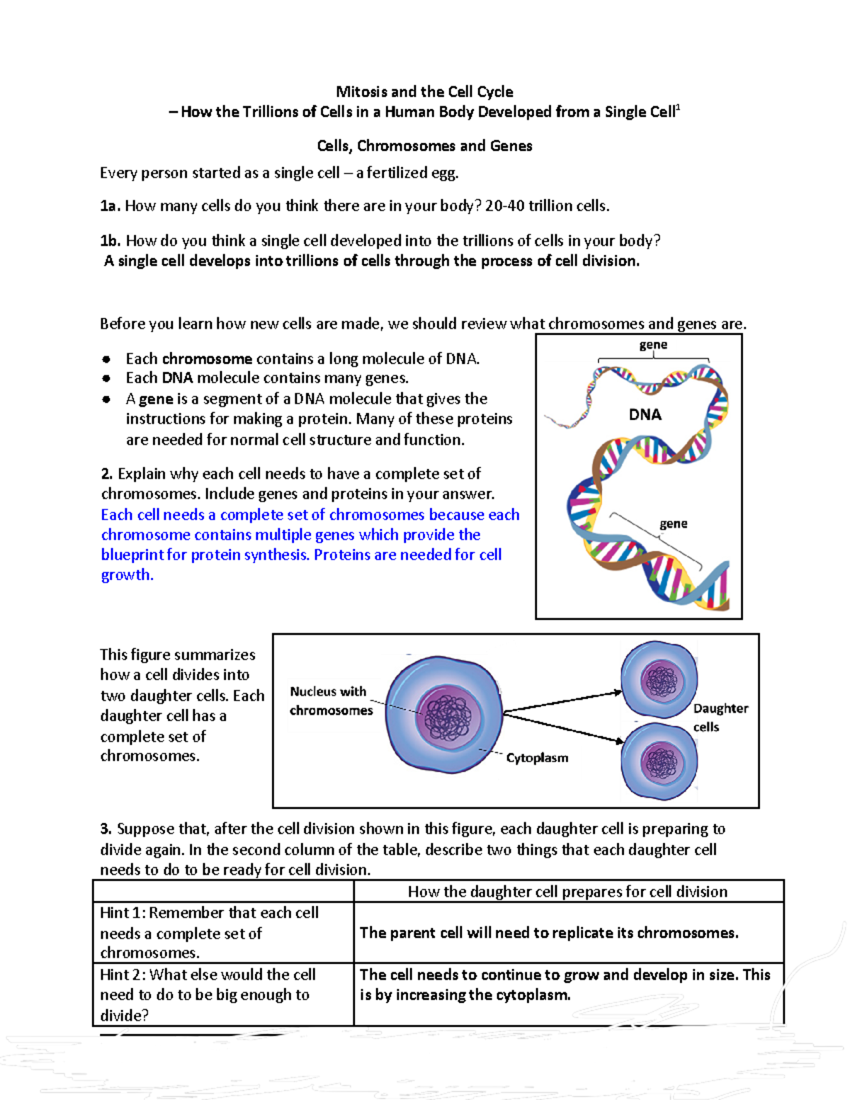 mitosis-and-the-cell-cycle-1a-how-many-cells-do-you-think-there-are