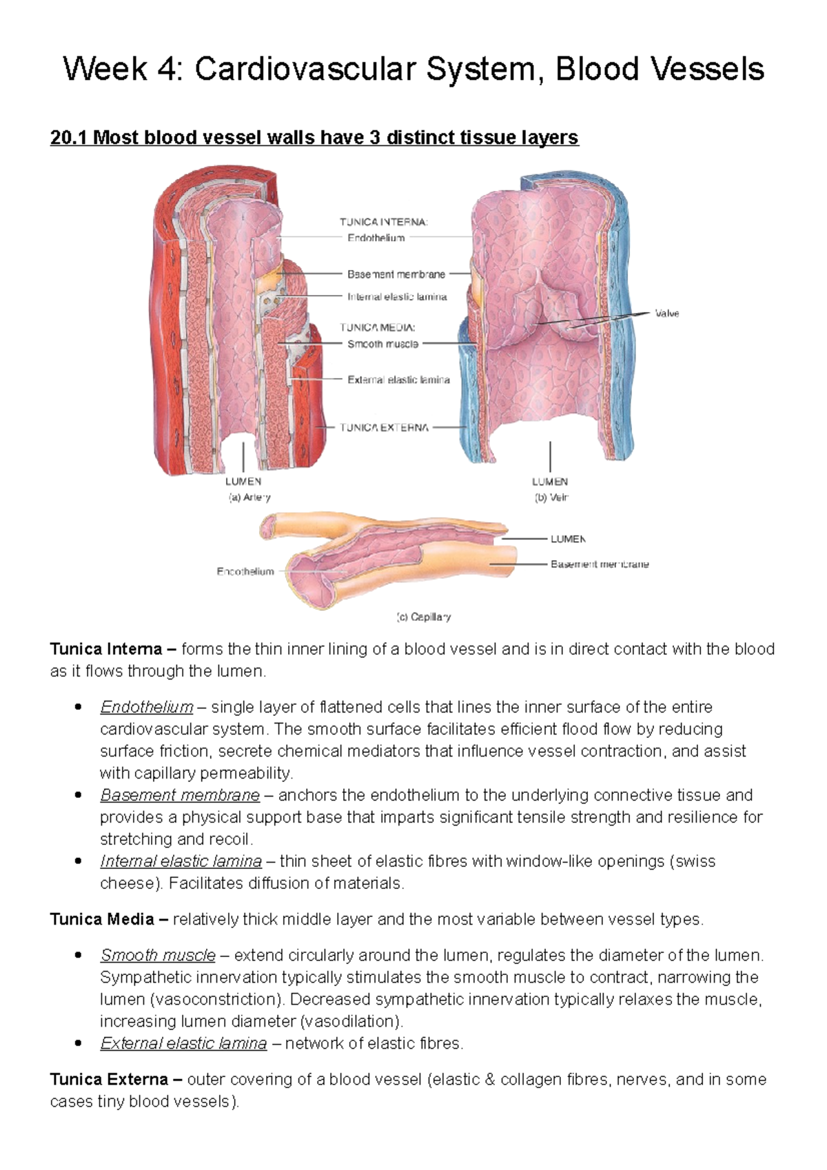 Summary - Complete - Cardiovascular System And Blood Vessels - Week 4 ...