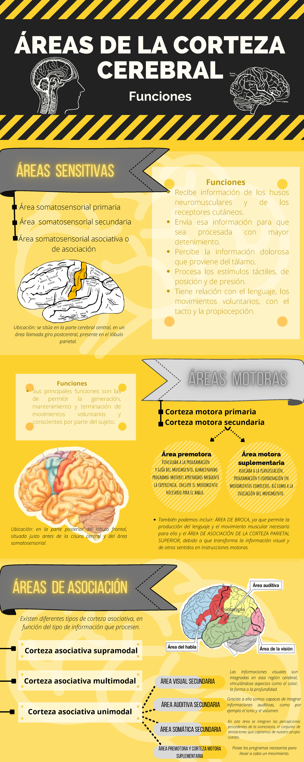 Infografia De La Corteza Cerebral Áreas De La Corteza Cerebral Funciones Corteza Motora