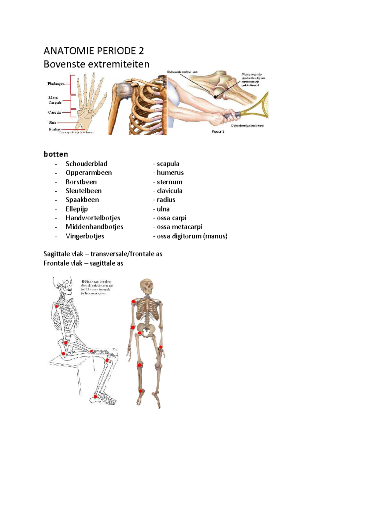 Samenvatting Mensbiologie B - ANATOMIE PERIODE 2 Bovenste Extremiteiten ...