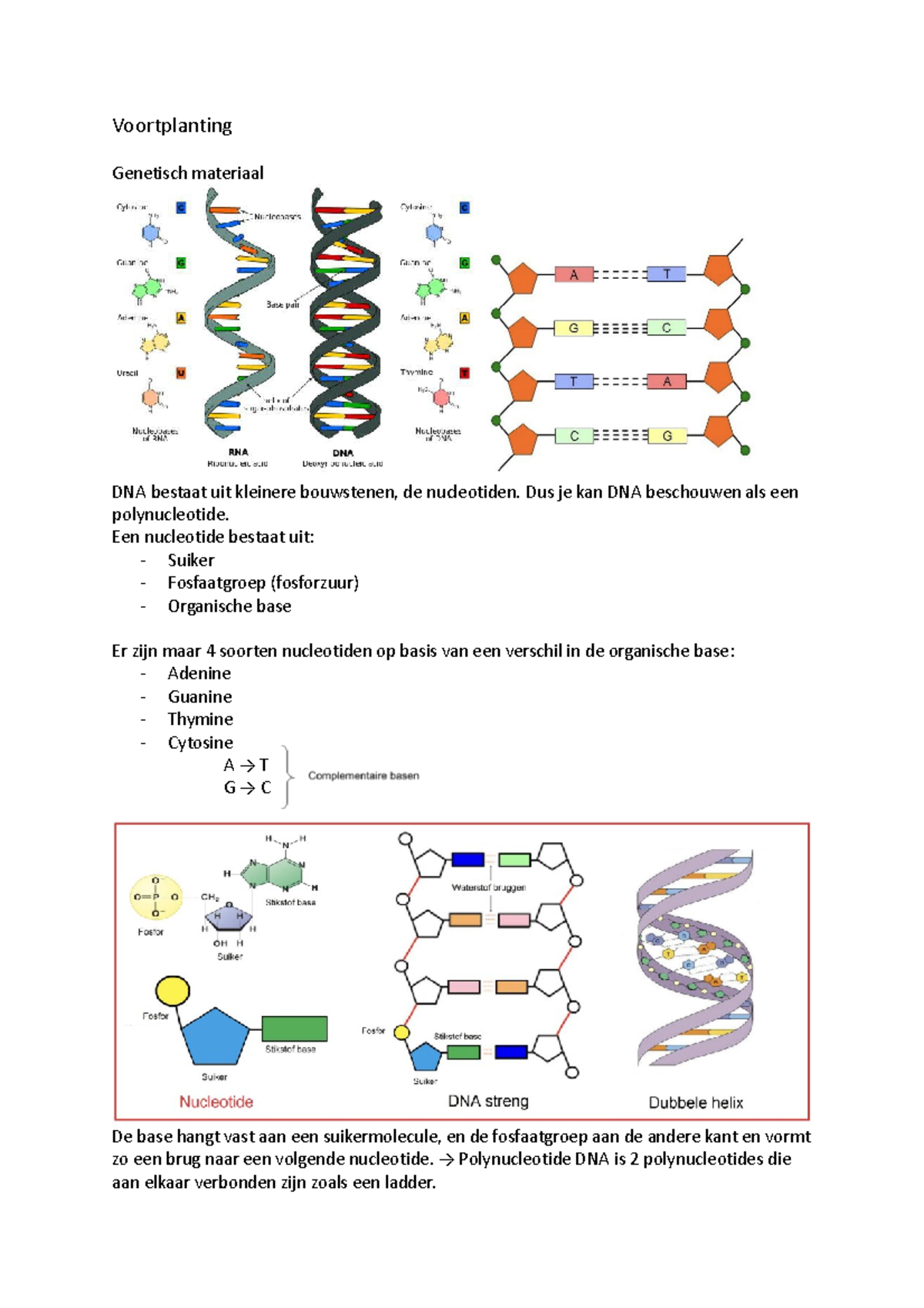 Biologie H2 - Voortplanting Genetisch materiaal DNA bestaat uit ...