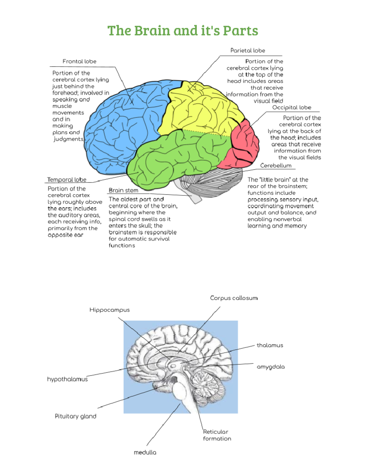 The Brain and its Functions - The Brain and it's Parts - Studocu