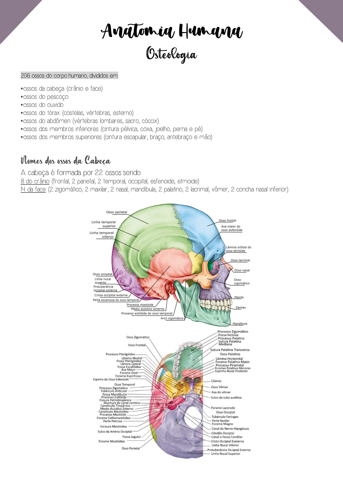 ossos do corpo Resumos vistos em sala de aula e vídeo aula Anatomia Humana Osteologia