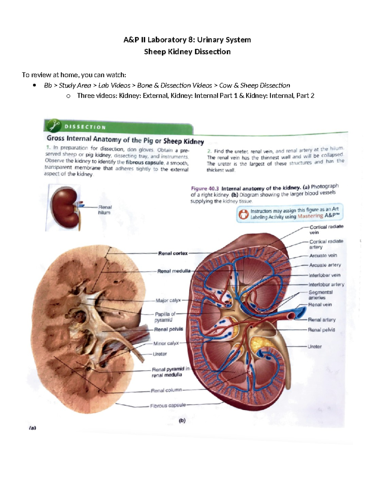 4. Kidney Dissection Instructions BI 209 A&P II Laboratory 8