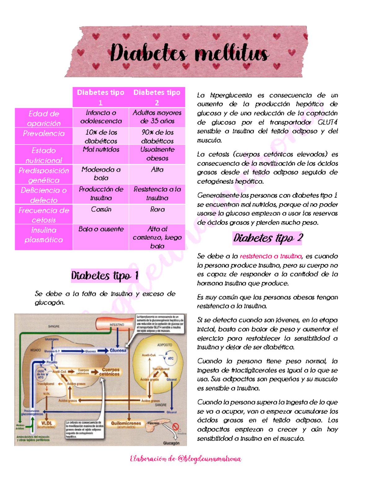 Diabetes mellitus y gestacional - Diabetes tipo 1 Se debe a la falta de ...