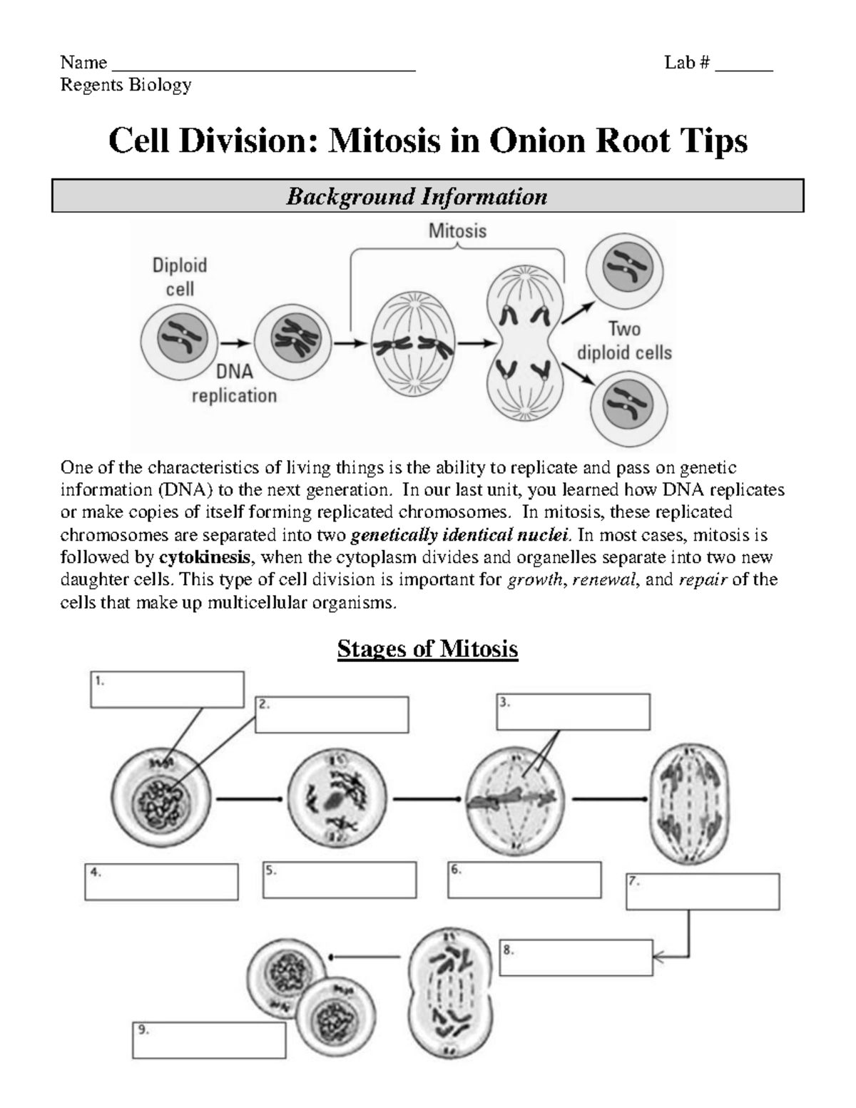 Onion root mitosis Lab - 2020 - Name ...