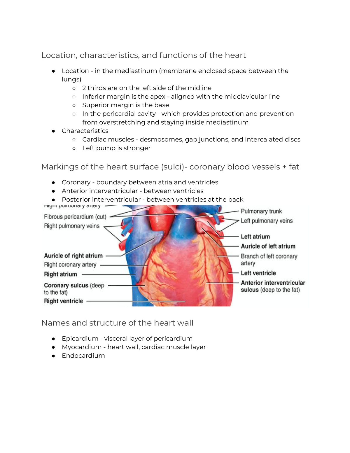Chapter 13 The Heart Based On Exam Study Guide Studocu