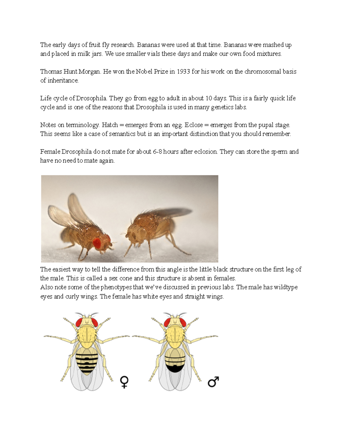 banana fruit fly experiment