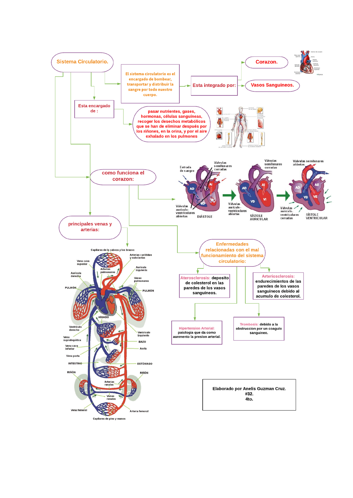 Documento Sin Título - Esquema Del Sistema Circulatorio - CARDIOLOGIA ...