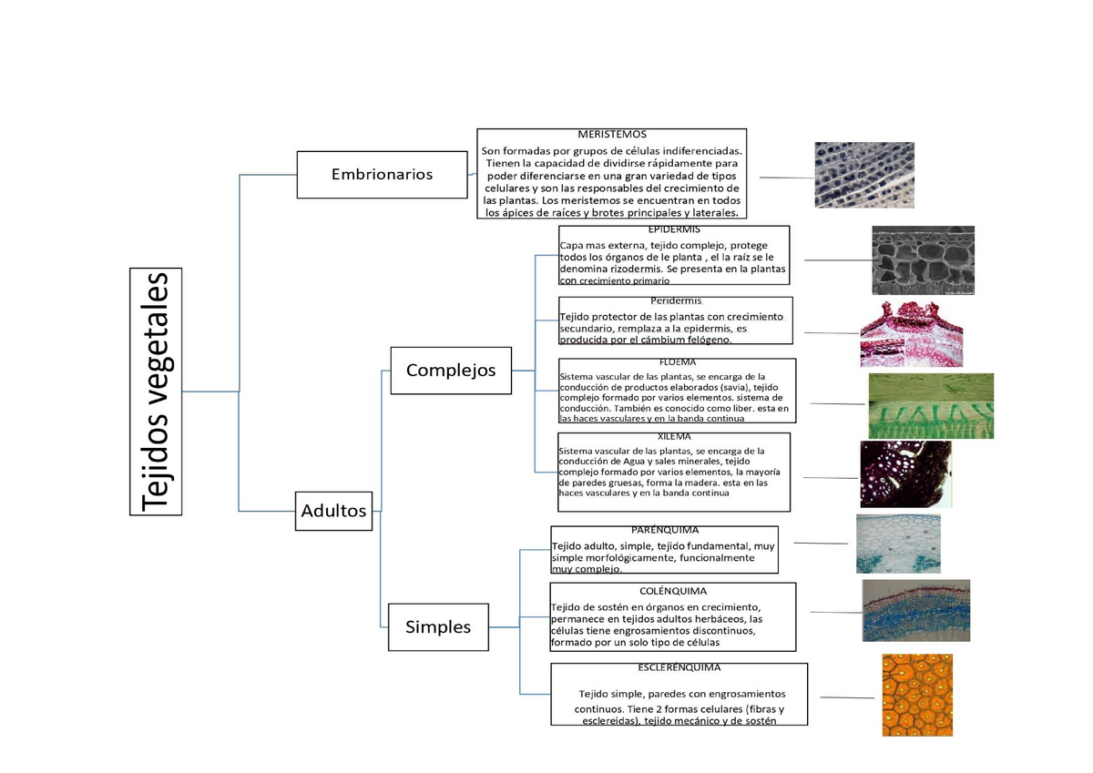 Mapa conceptual de los tejidos vegetales - Botánica Aplicada A La Farmacia  - IPN - Studocu