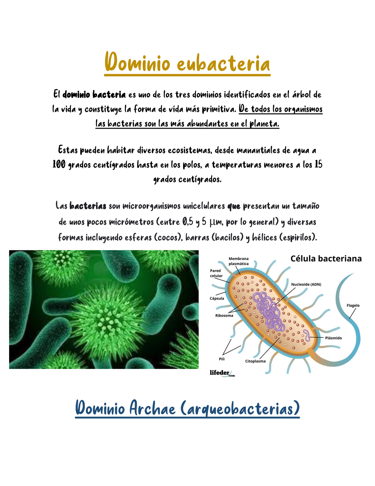 Biologia Los Cinco Dominios Dominio Eubacteria El Dominio Bacteria Es