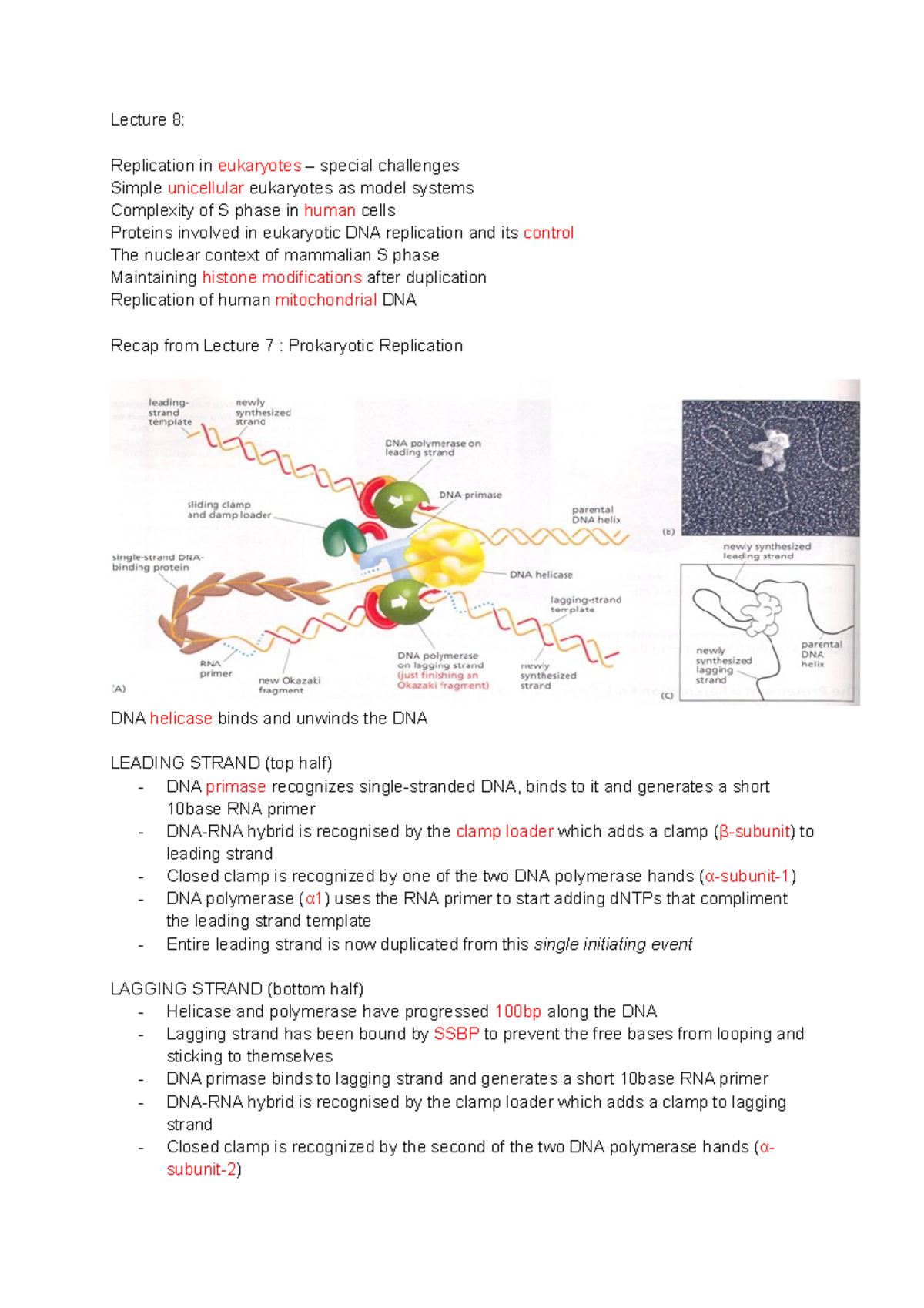 Challenges and Mechanisms of Eukaryotic DNA Replication - Studocu