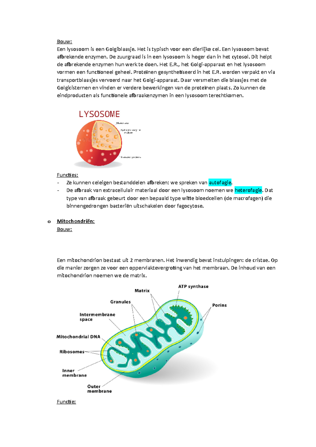 Celbiologie deel 4 niveau middelbaar Bouw Een lysosoom is een