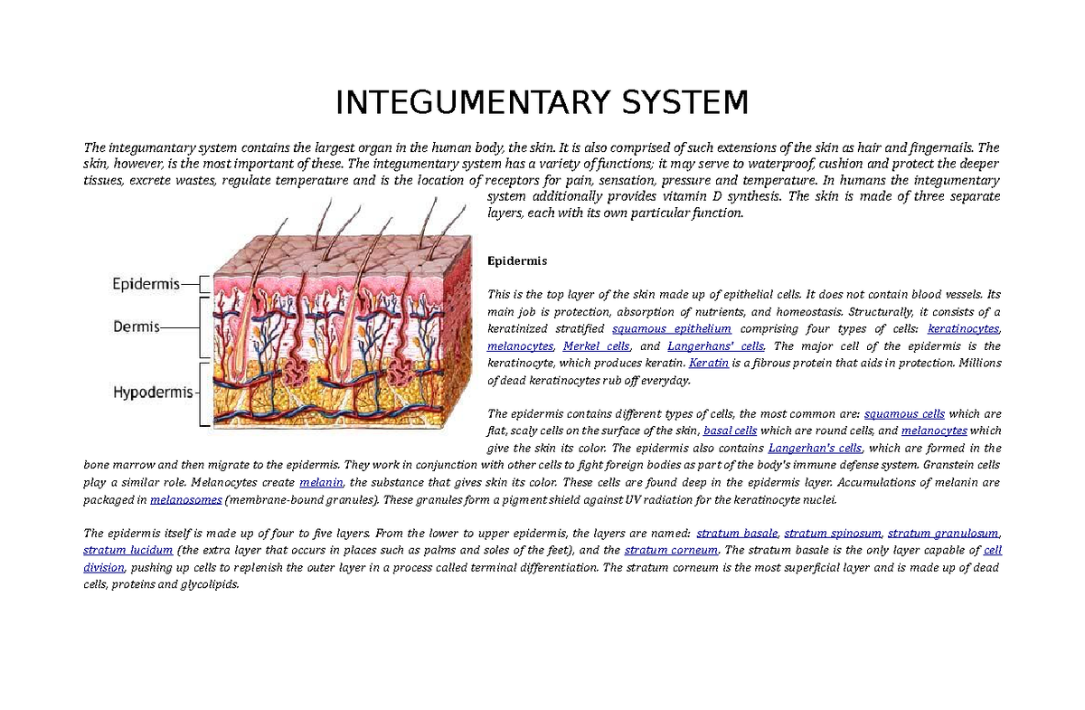 Anatomy AND Physiology -> integumentary and digestive - INTEGUMENTARY ...