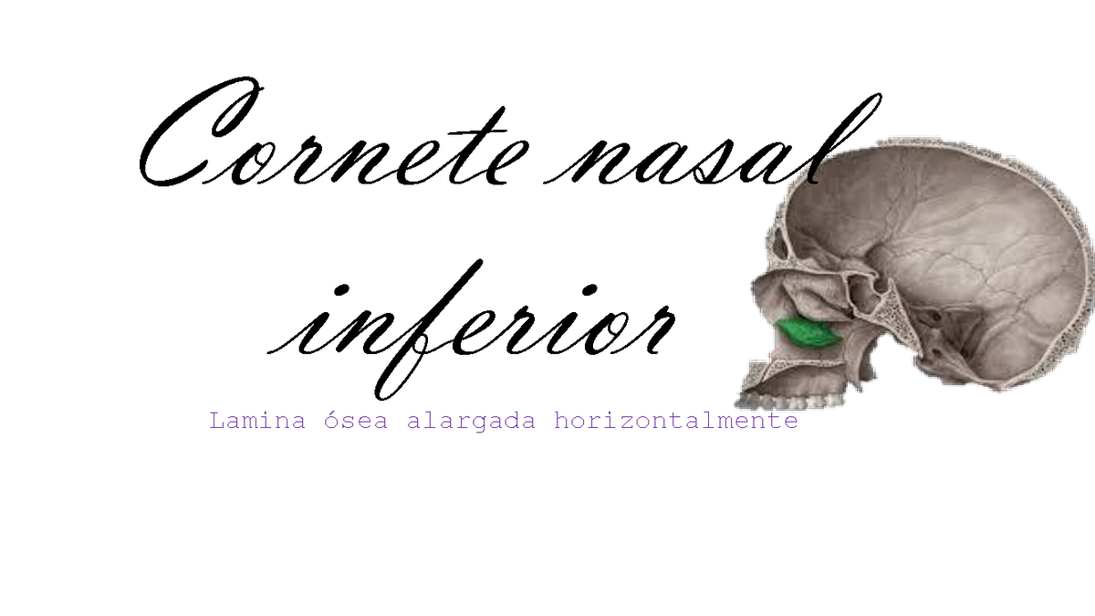 merged anato nasal inferior Lamina Ûsea alargada