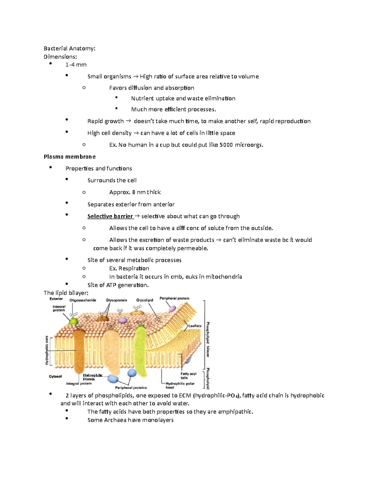 Lecture notes, lecture 4 - Bacterial anatomyjohn basso - Bacterial ...