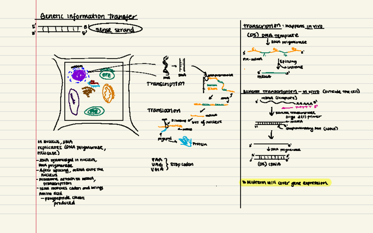 Notes-exp-3 - Notes on the regulation of gene expression - 5 ' 31 ...