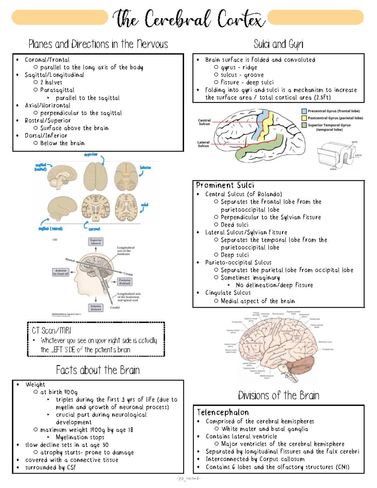 Neuroanatomy (The Cerebral Cortex) - superior mediansagittal inferior ...