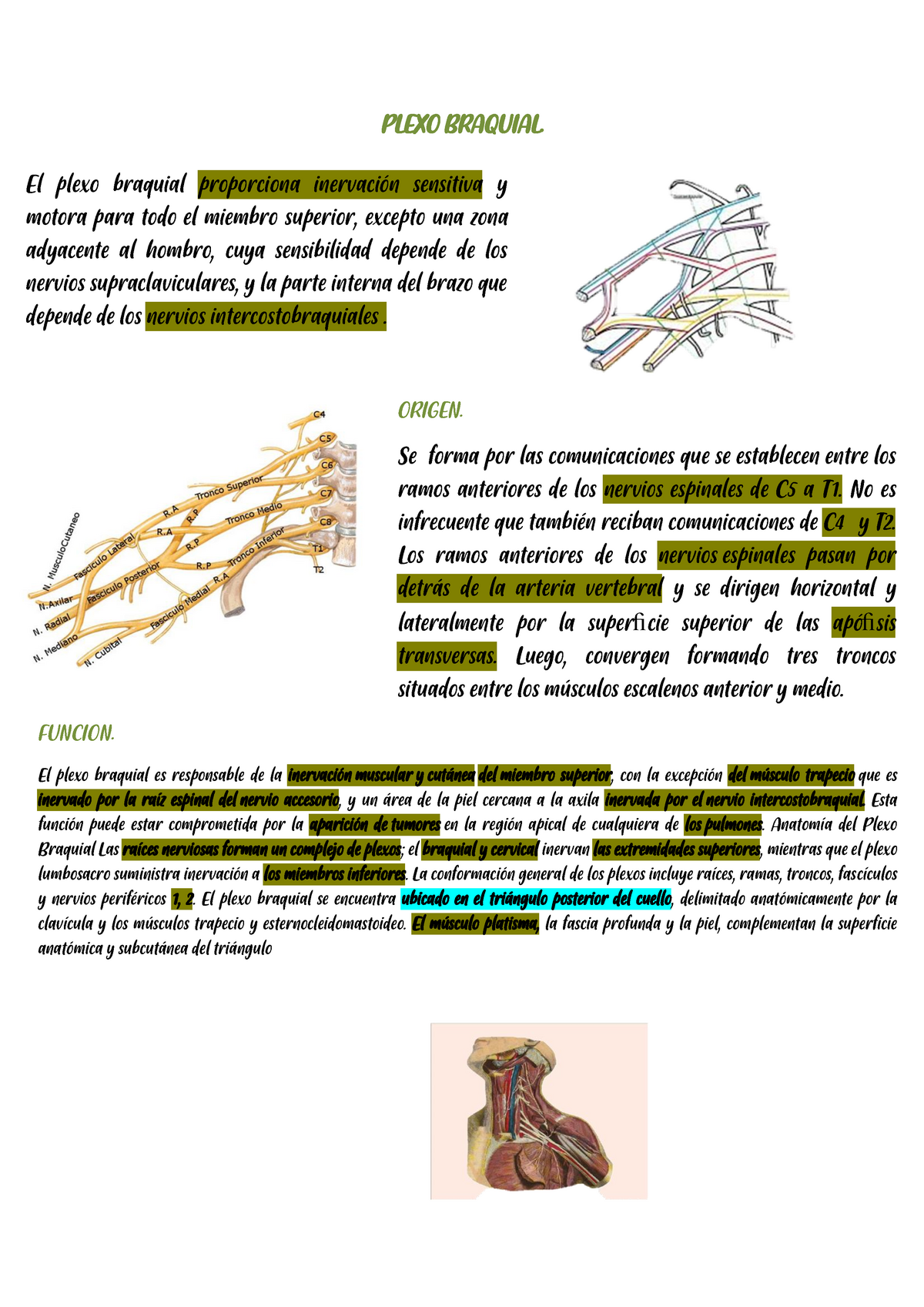 Plexo Braquial - PLEXO B RAQUIAL. El Plexo Braquial Proporciona ...