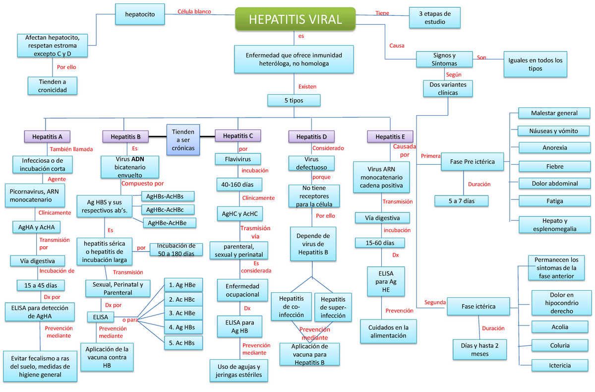 Mapa conceptual de Hepatitis viral (A, B, C, E) - hepatocito Célula blanco  3 etapas de estudio Tiene - Studocu