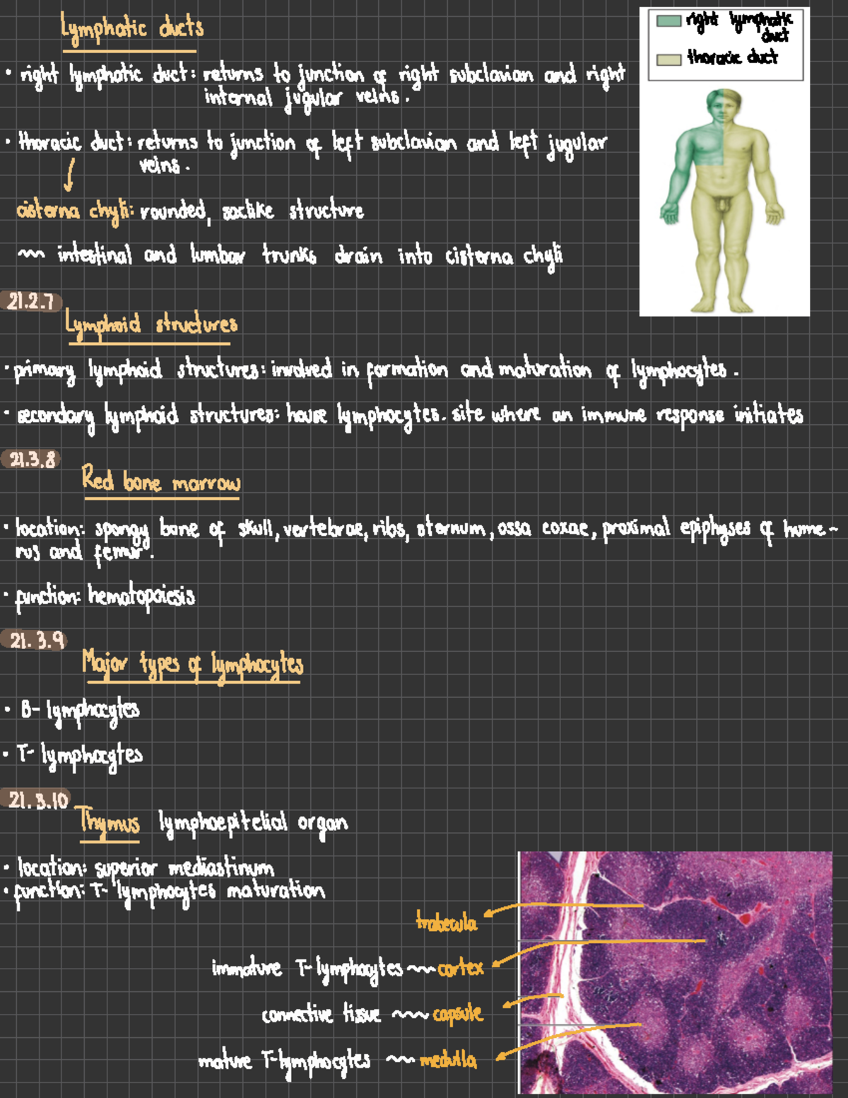 Chapter 21 - Lymphatic System - Lymphatic Ducts Right Lymphatic Duct ...