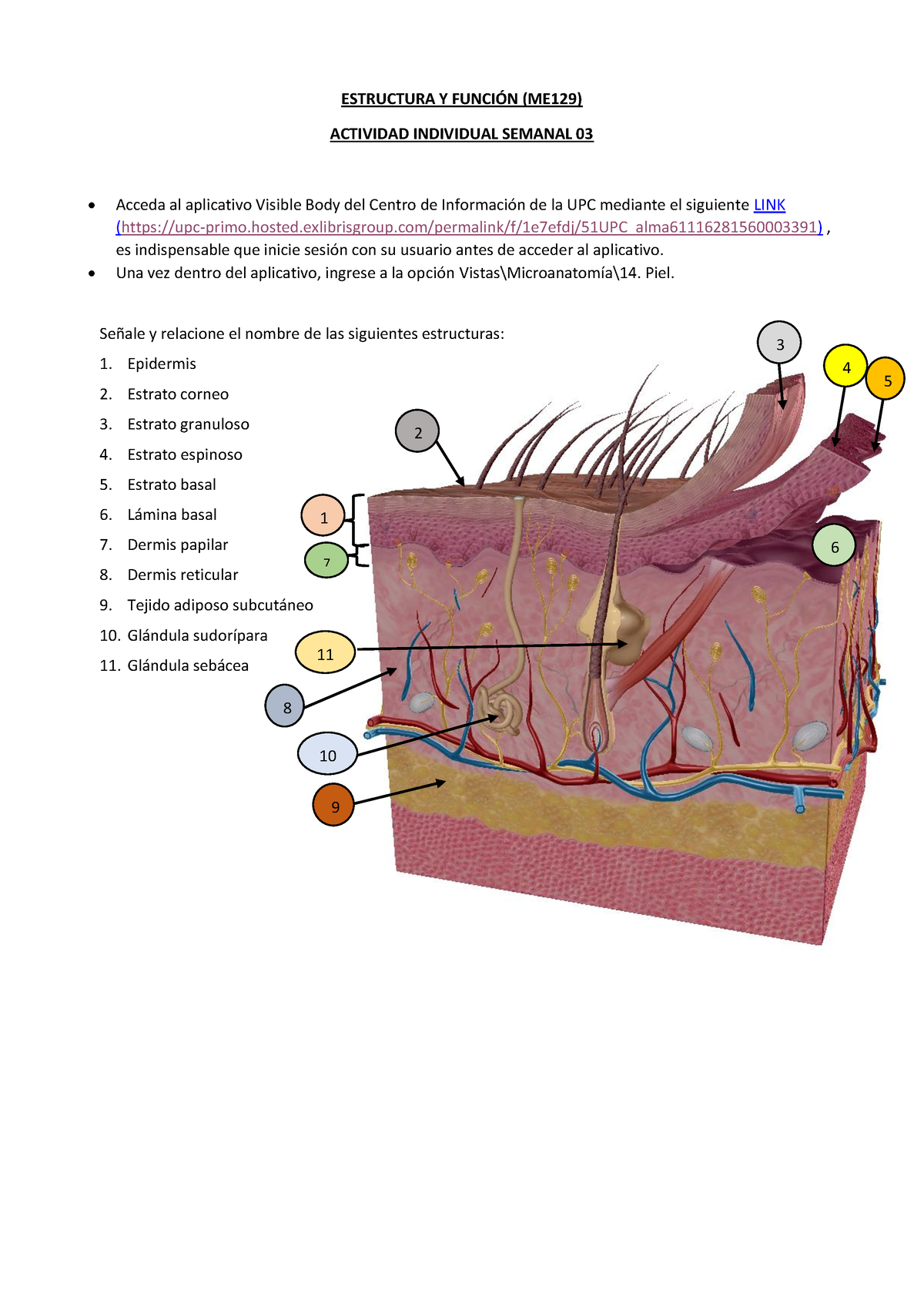 ME129 Ey F Tarea Sem03 24 - ESTRUCTURA Y FUNCI”N (ME129) ACTIVIDAD ...