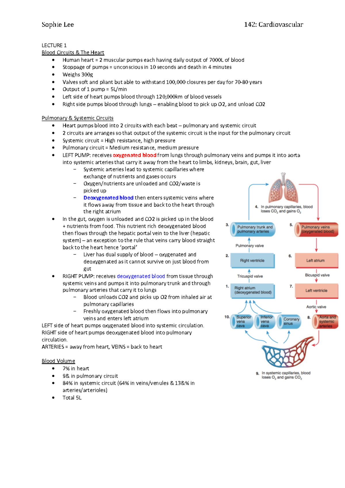 2. Cardio - helpful - LECTURE 1 Blood Circuits & The Heart - Human ...