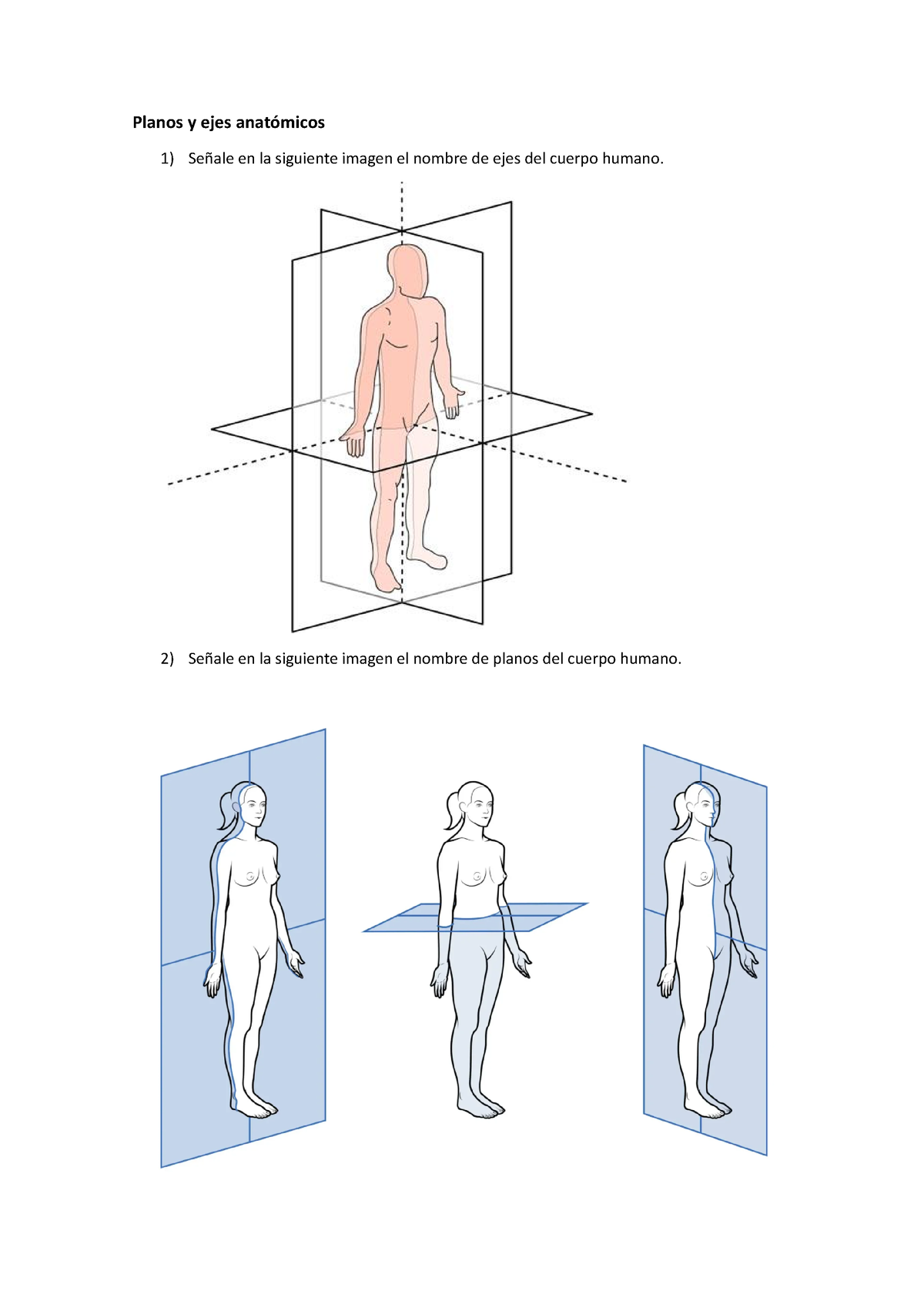 Planos Y Ejes Anatómicos 1 Planos Y Ejes Anatómicos Señale En La Siguiente Imagen El Nombre De