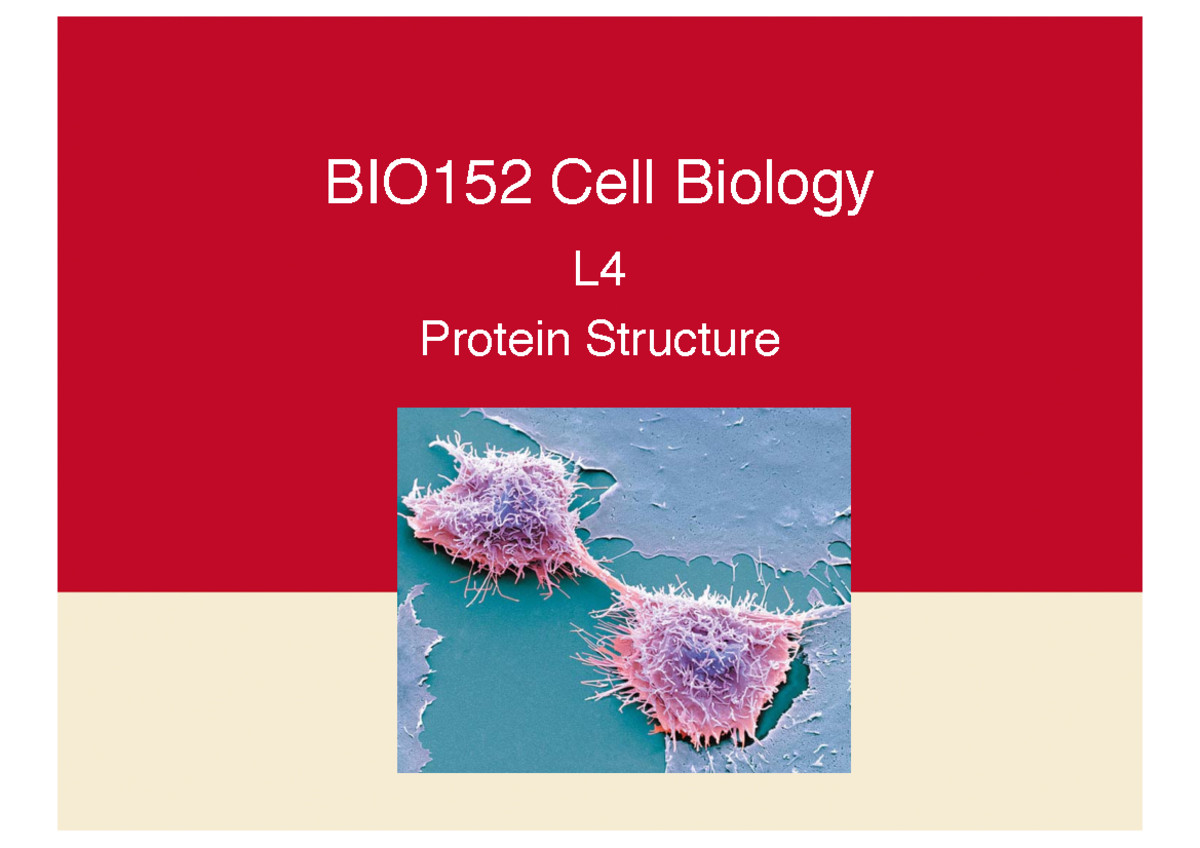 L4 2019 - L4 2019 - BIO152 Cell Biology L Protein Structure Topic 2 ...