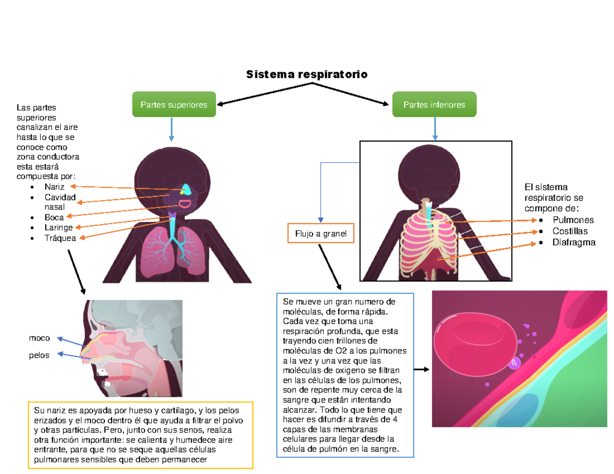 Esquemas Sobre El Sistema Respiratorio - Sistema Respiratorio El ...