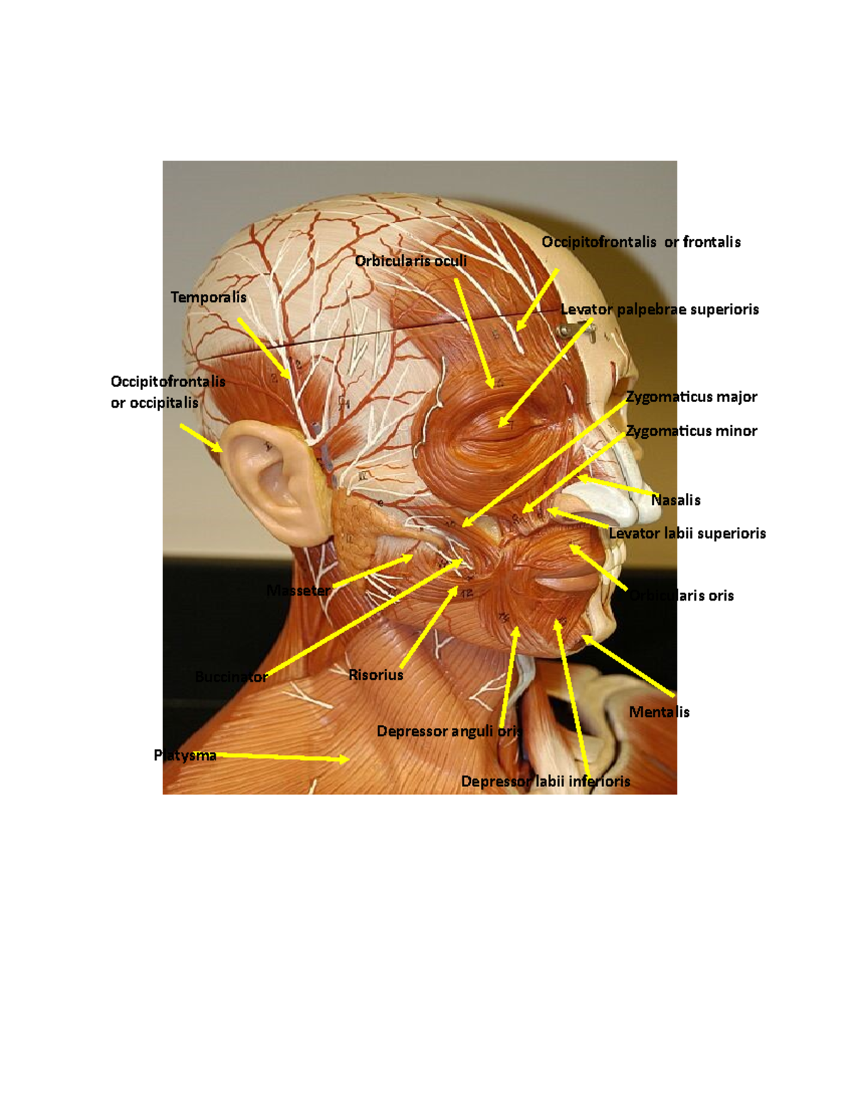 Axial and Appendicular Muscles Worksheet - Orbicularis oculi Risorius ...