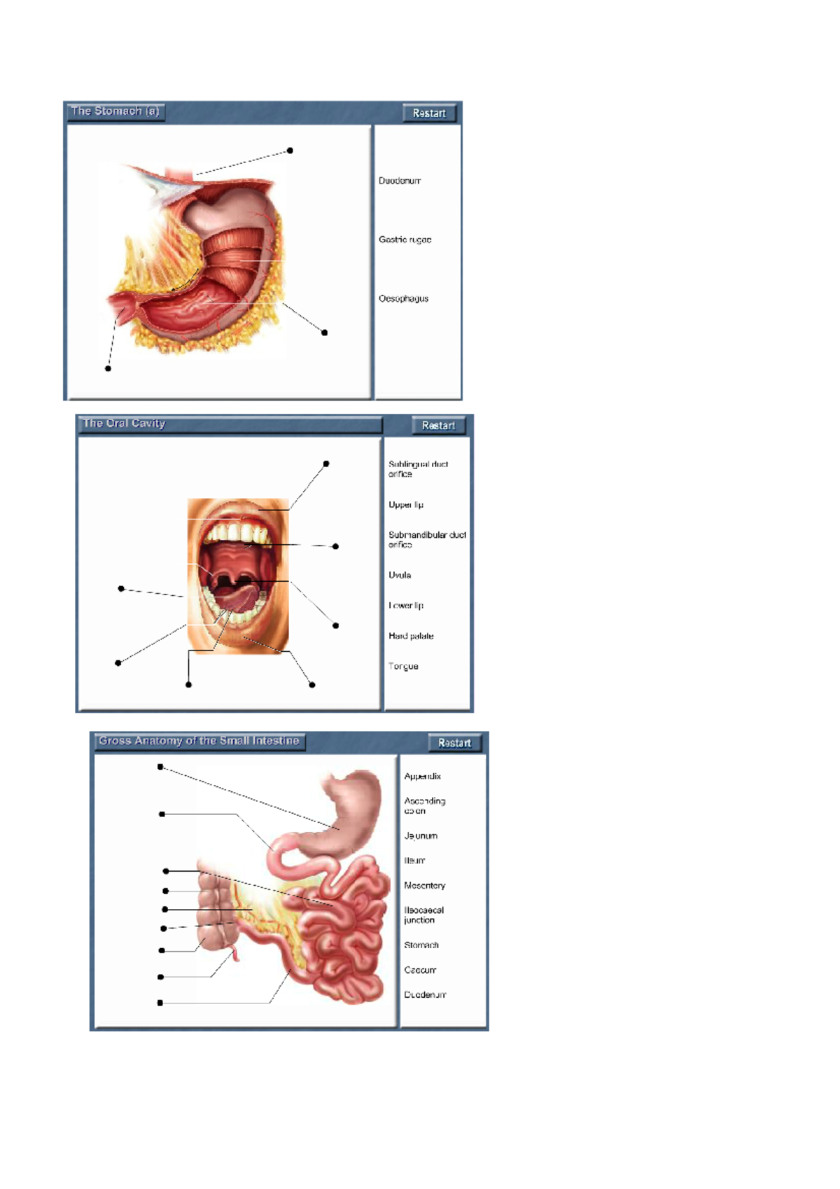 HB diagrams - The Stomach (a) Duodenum Gastric rugae Oesophagus The ...
