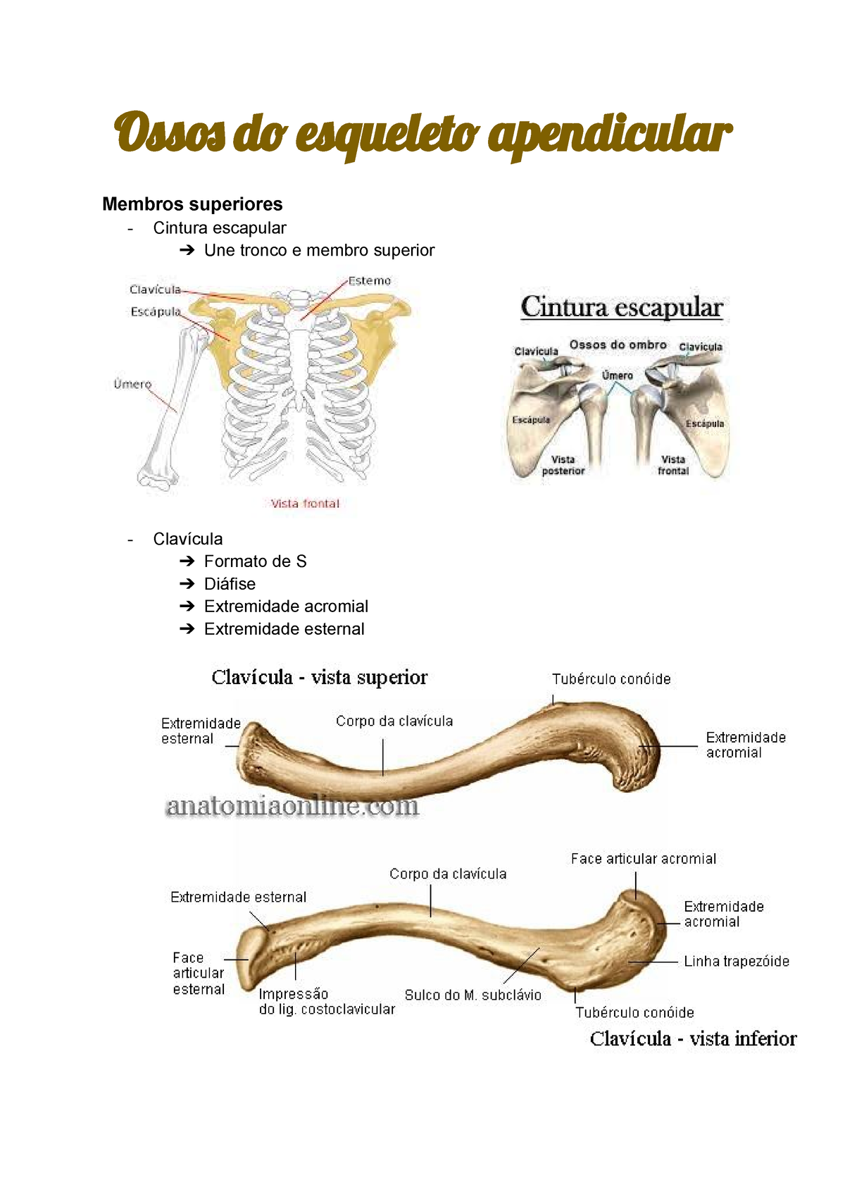 Ossos do esqueleto apendicular - Oss d esquelet apendicular Membros  superiores Cintura escapular ➔ - Studocu