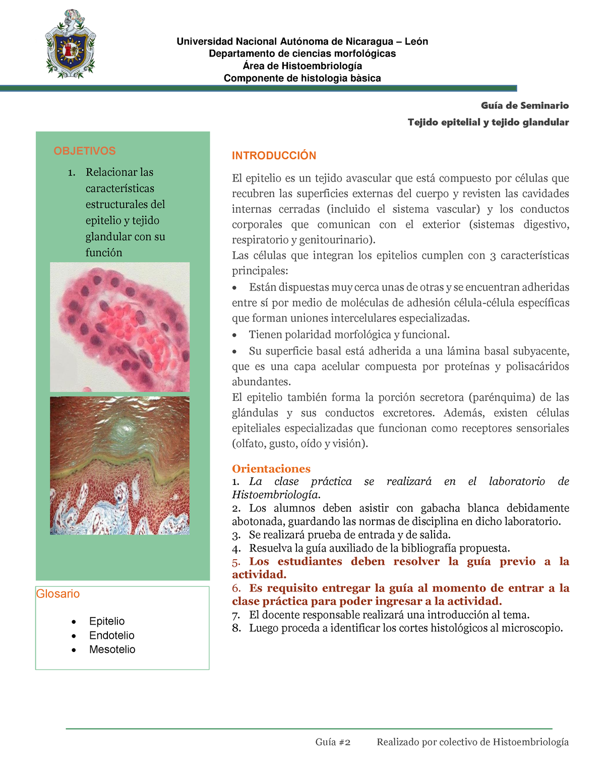 Guía 3 Tejido Epitelial Y Glandular Departamento De Ciencias Morfológicas Área De 8103