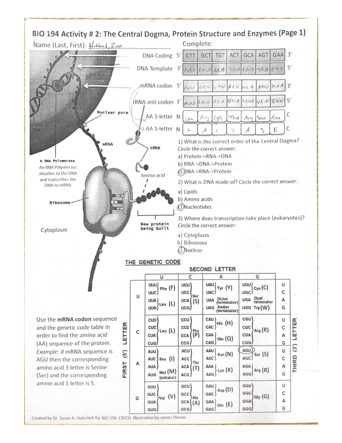 BIO 194 Activity # 2 The Central Dogma, Protein Structure and Enzymes ...