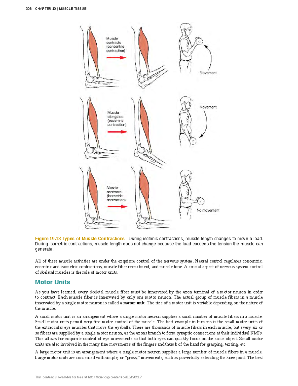 Anatomy-physiology-136 - Figure 10 Types Of Muscle Contractions During 