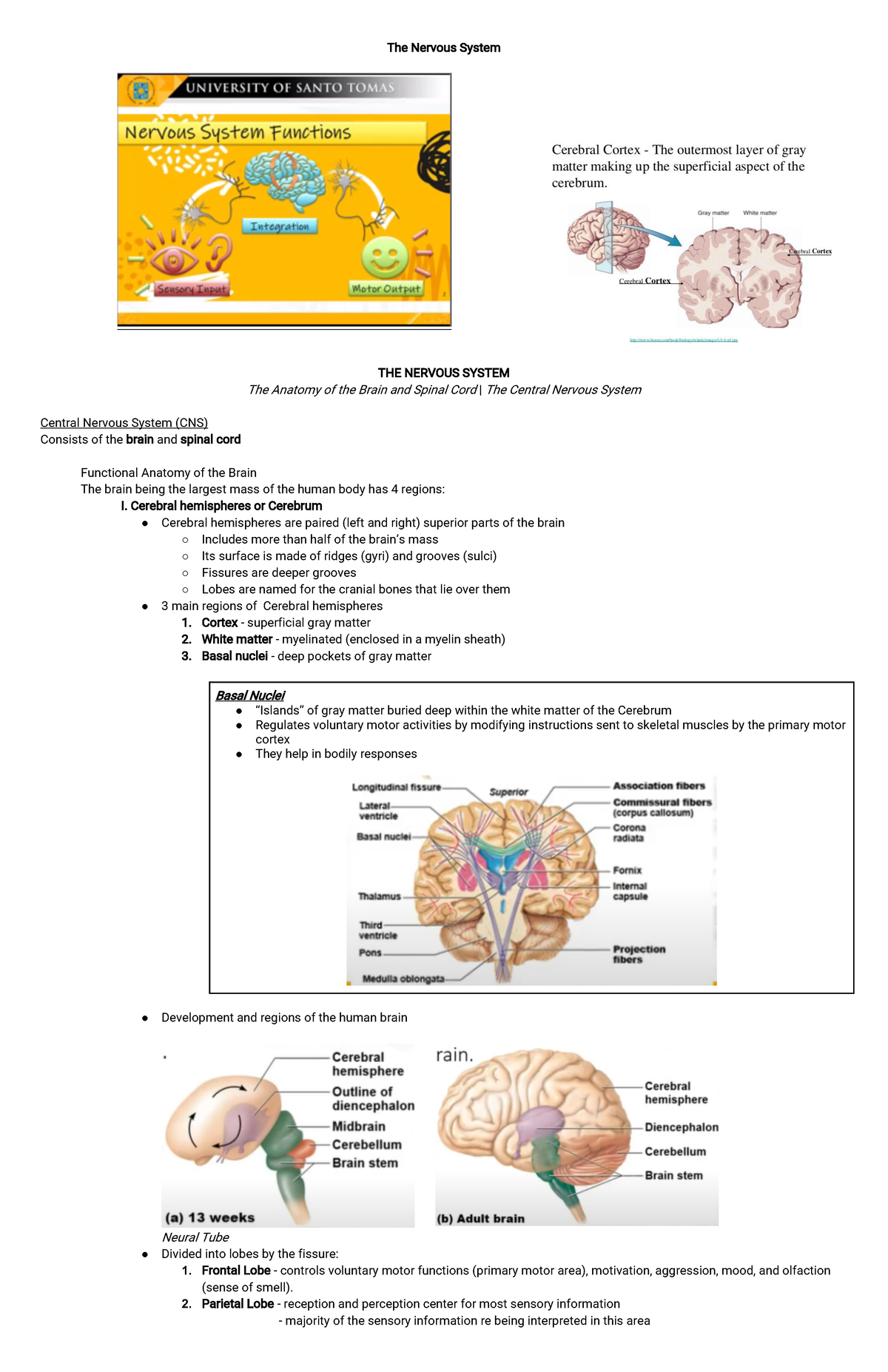 The Anatomy of the Brain and Spinal Cord | The Central Nervous System ...