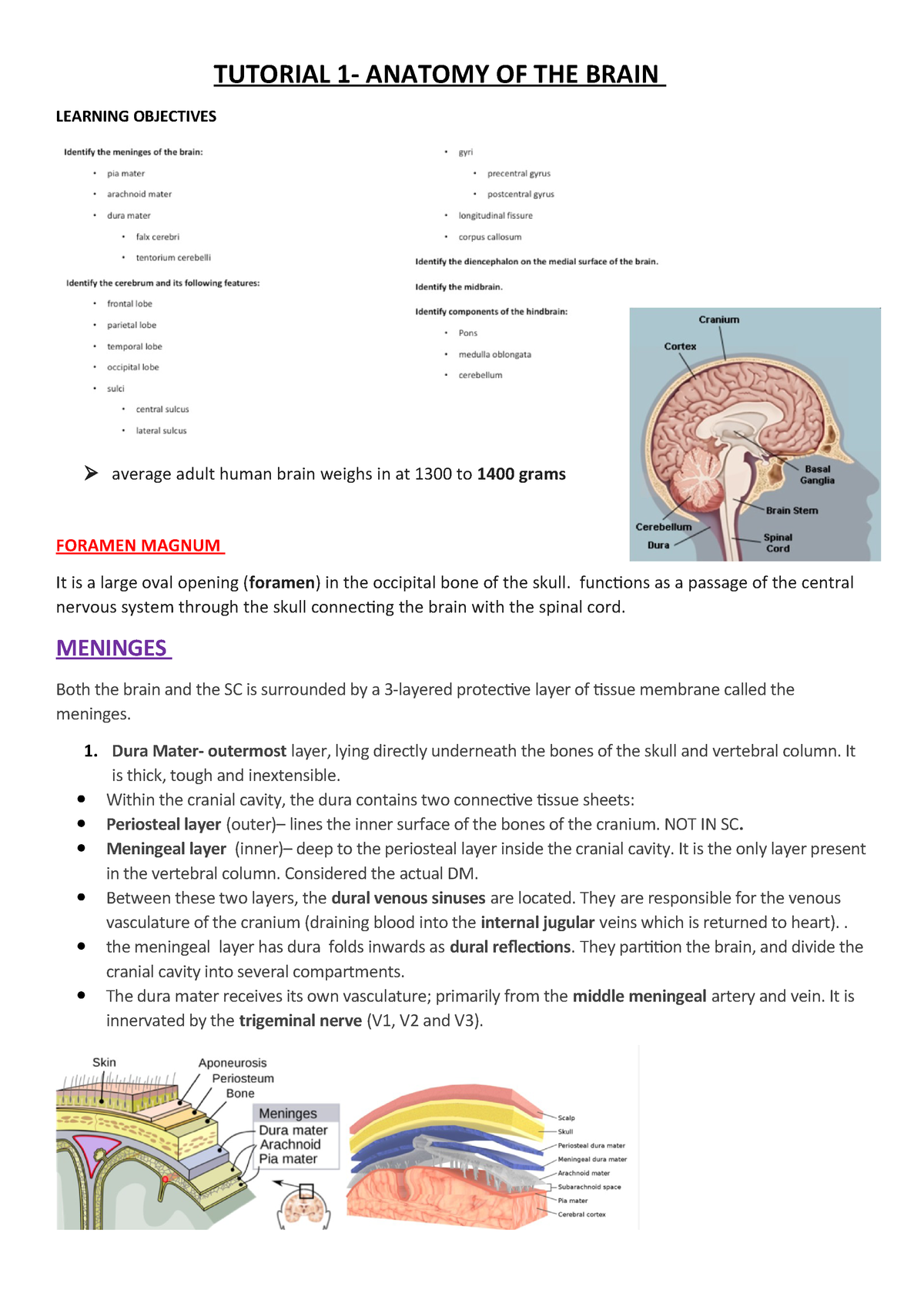 Brain Anatomy - Includes Meninges, Cerebrum TUTORIAL ANATOMY OF THE ...