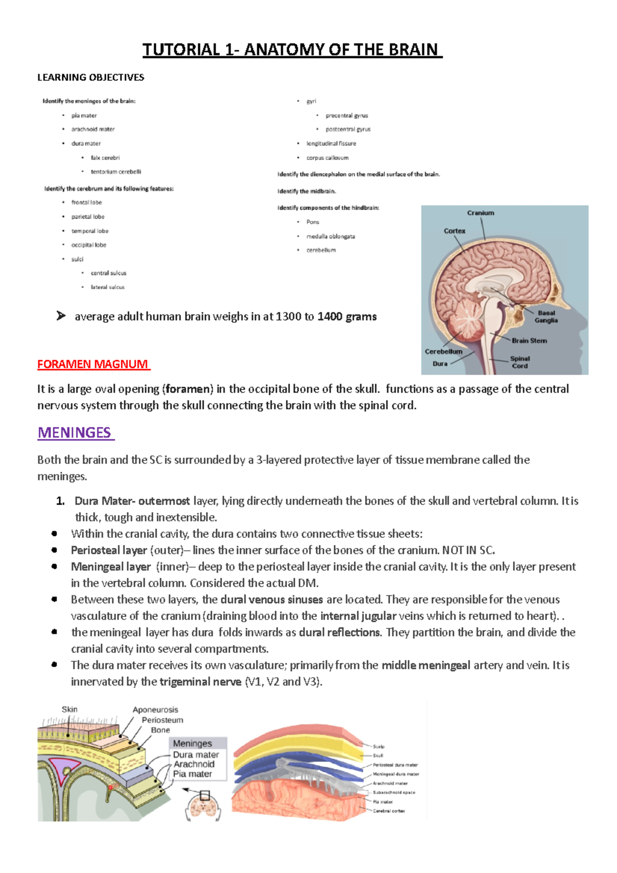 Brain Anatomy - Includes Meninges, Cerebrum - TUTORIAL 1- ANATOMY OF ...