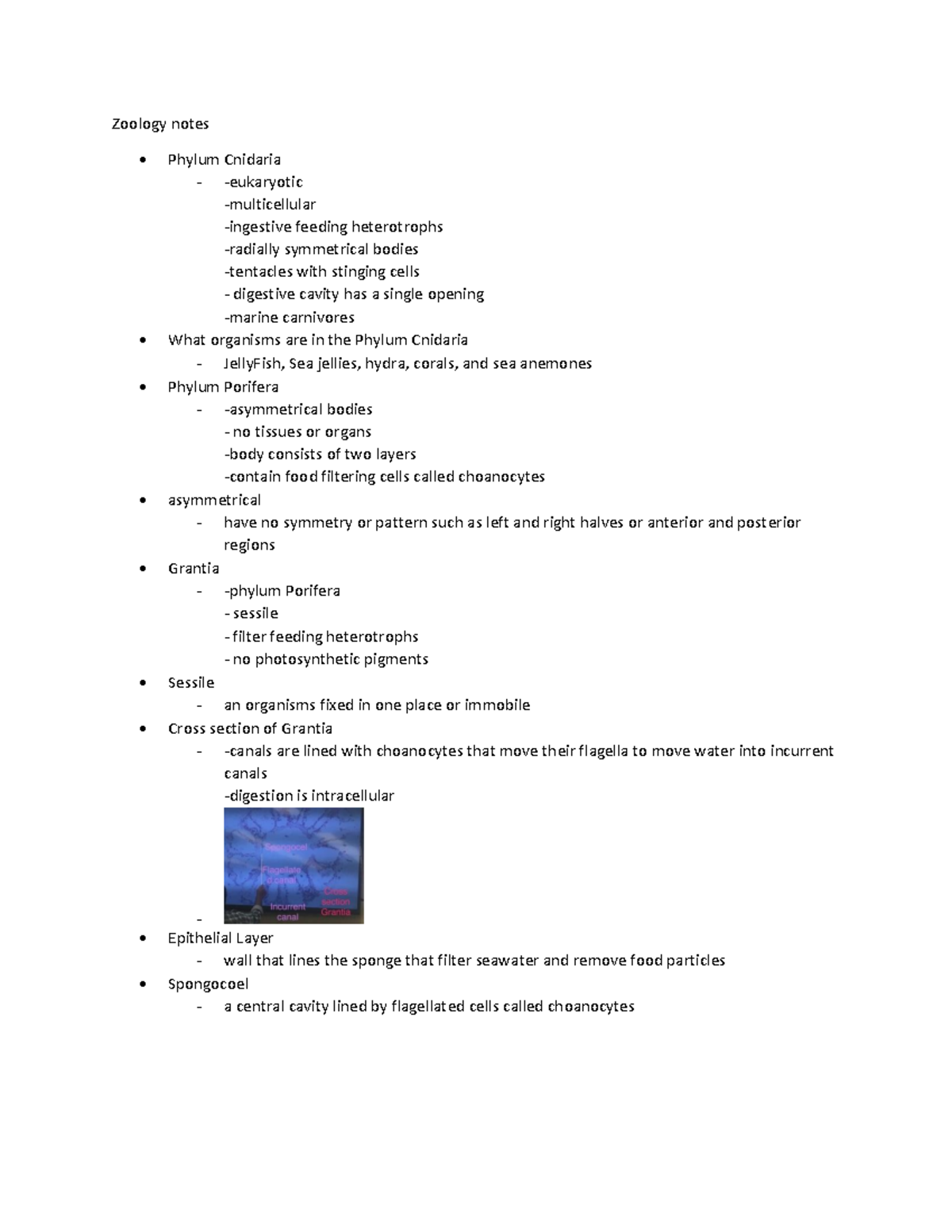Zoology notes 02 - Zoology notes Phylum Cnidaria -eukaryotic ...