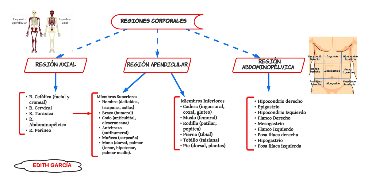 Regiones Corporales Mapa Conceptual Sobre El Sistema Excretor Con The Best Porn Website