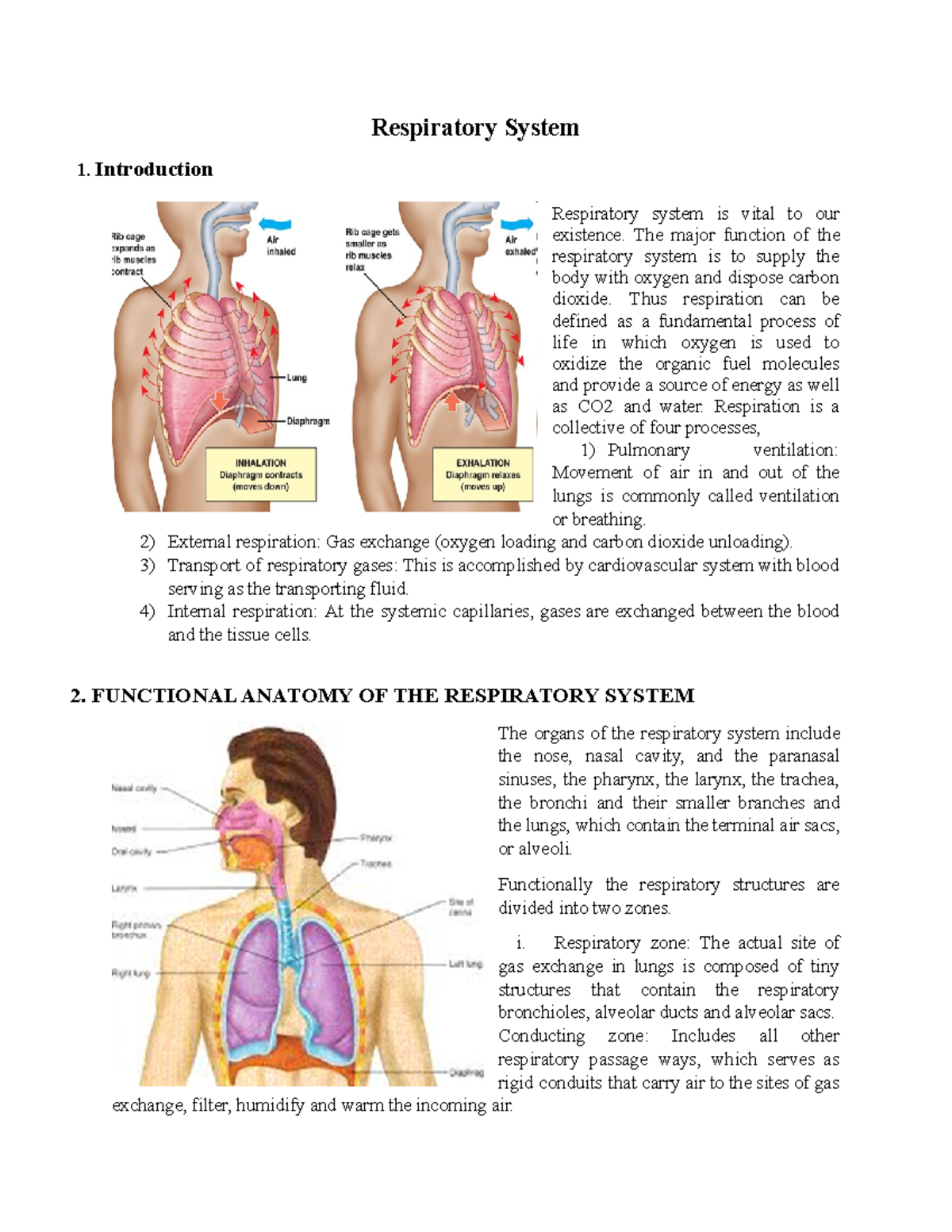 Respiratory System - Respiratory System 1 Respiratory system is vital ...