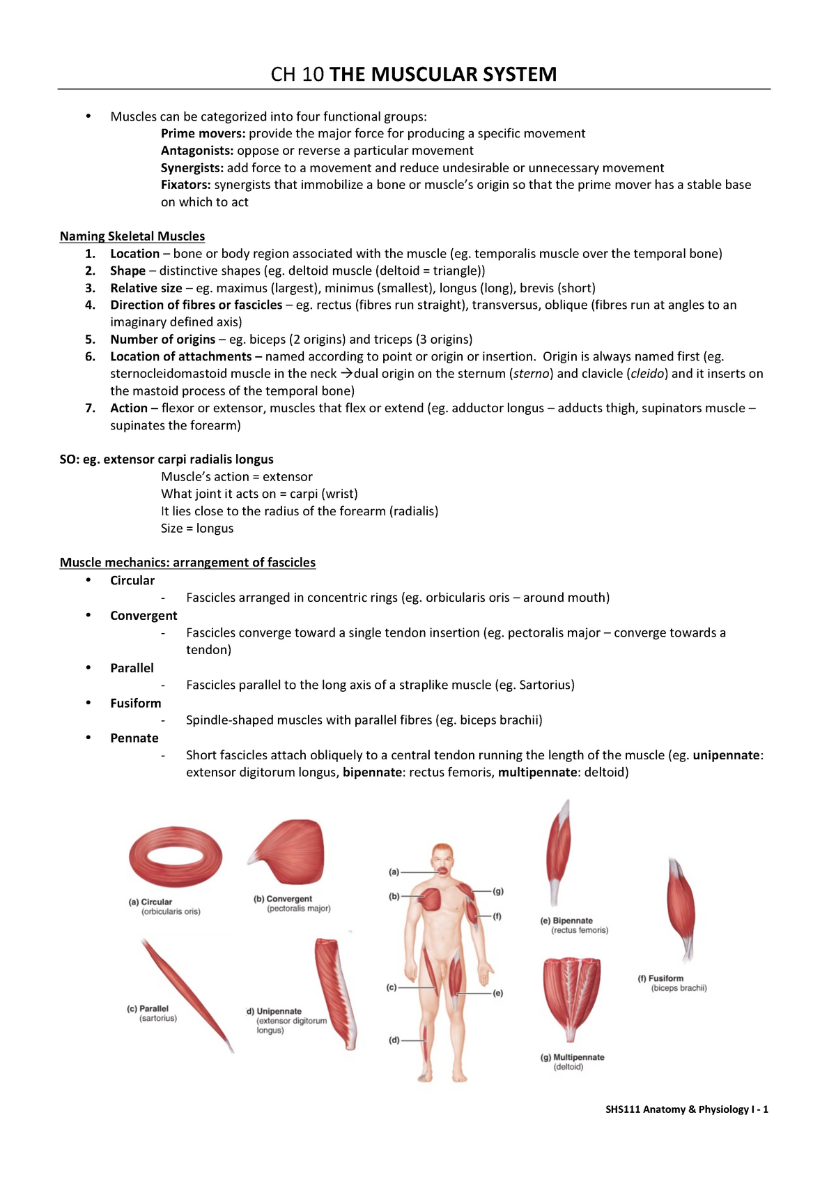 Summary - The Muscular System (Ch10) - SHS111 - UOW - StuDocu