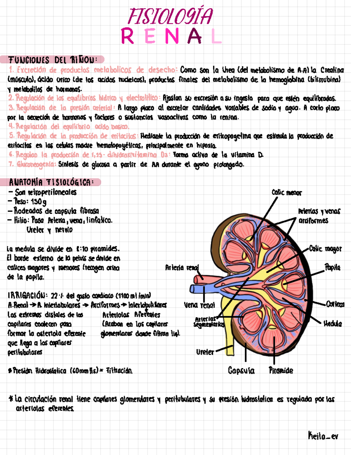 Resumen Fisiología Renal - FISIOLOGÍA R E N A L FUNCIONES DEL RIÑON ...