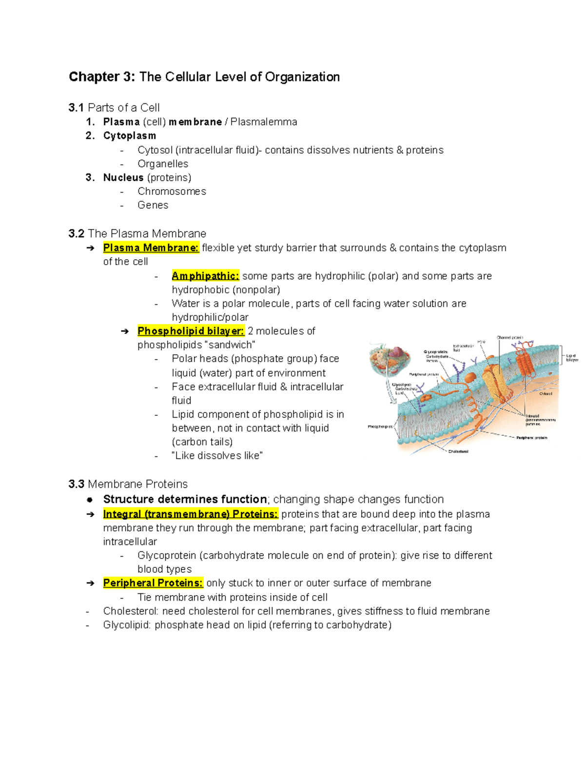 Chapter 3- The Cellular Level Of Organization - Plasma (cell) Membrane ...