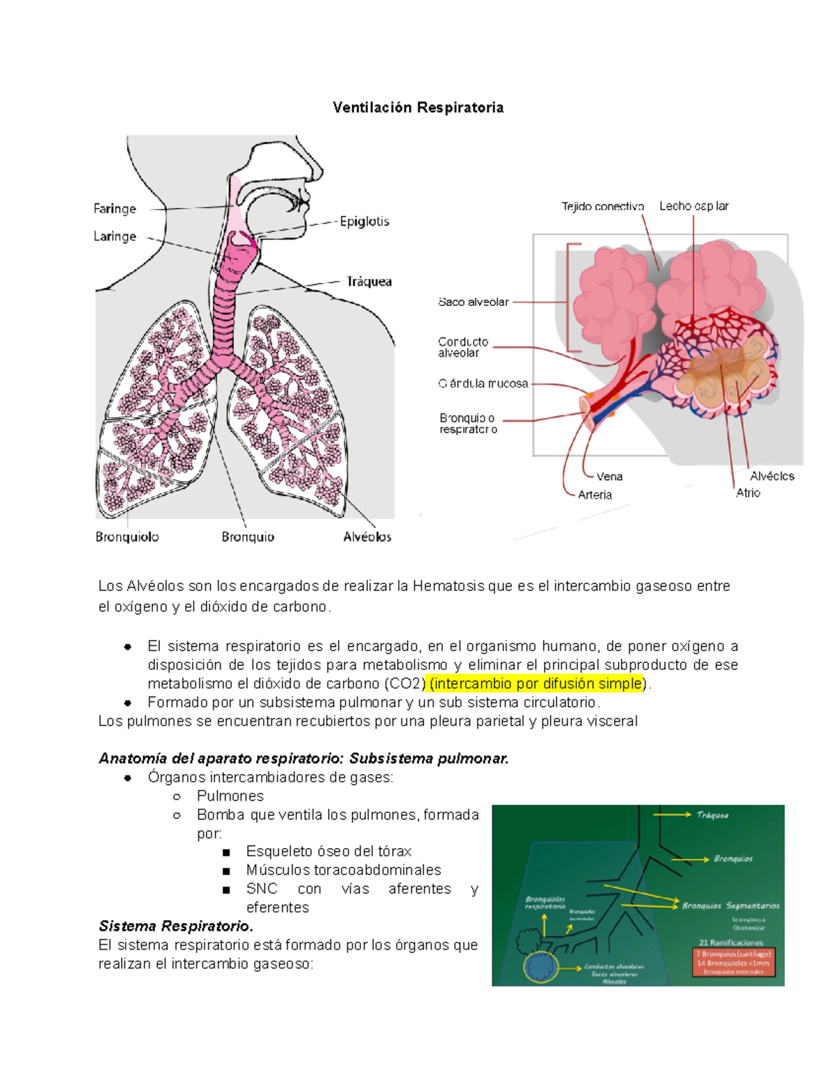 5. Respiratorio - Ventilación Respiratoria Los Alvéolos Son Los 