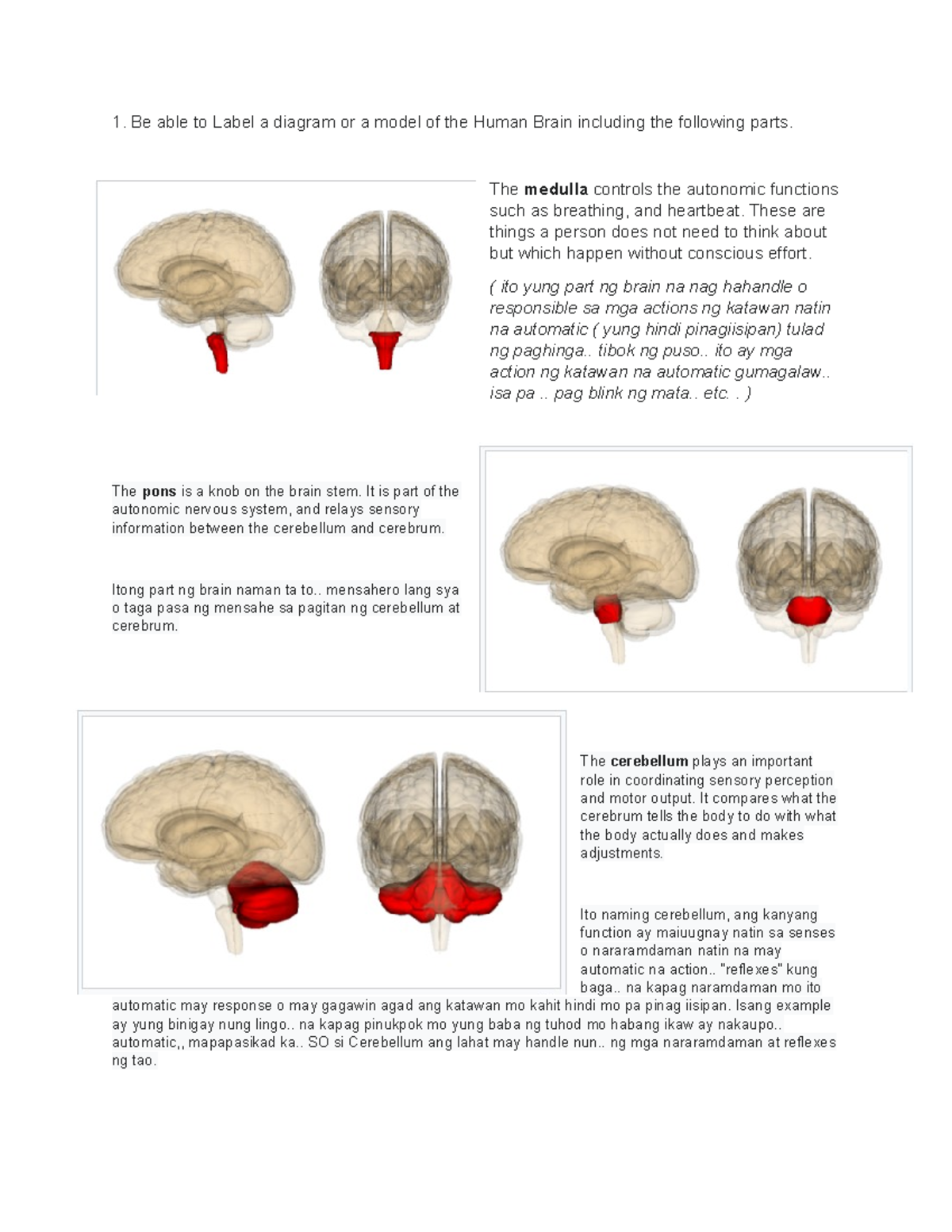 Brain-and-Behavior - none - 1. Be able to Label a diagram or a model of ...