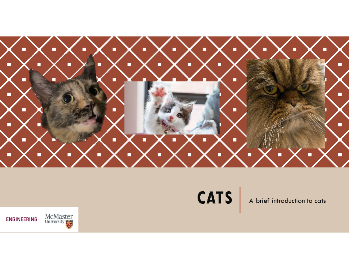 Workshop#4 Bad PPT - CATS A brief introduction to cats EXPENSES ...