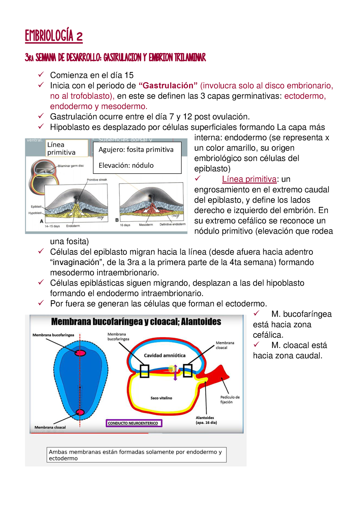 Embriología 2 - EMBRIOLOGÕA 2 3 Ra SEMANA DE DESARROLLO: GASTRULACION Y ...