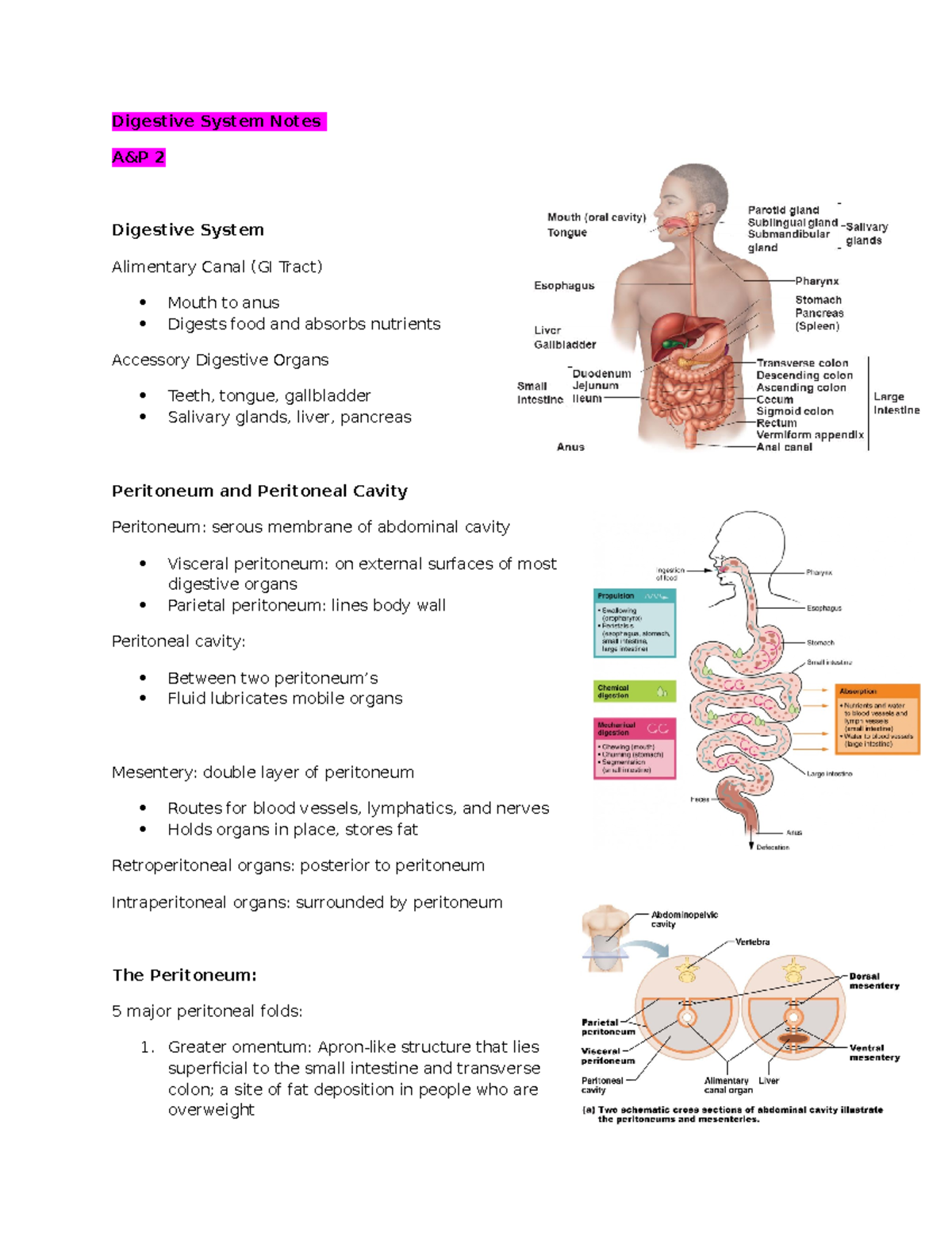 Digestive System Notes - Digestive System Notes A&P 2 Digestive System ...